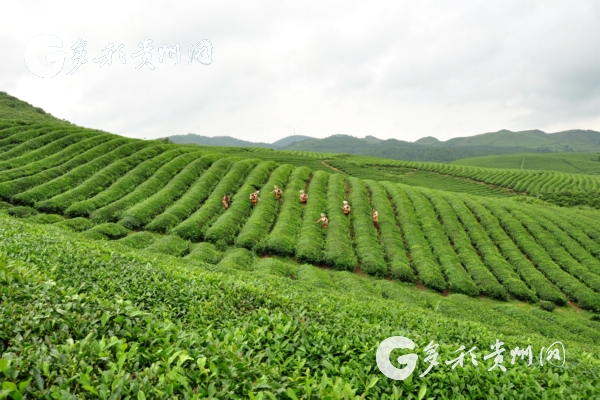 黔南：系列“组合拳”助都匀毛尖引领“黔茶出山” 