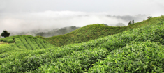 贵定云雾贡茶的历史由来