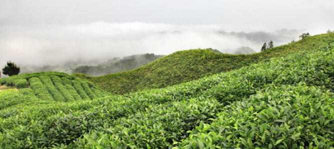 贵定云雾茶产地及生长环境