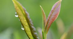 武阳春雨茶价格