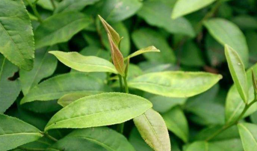 仙人掌茶是蒸青绿茶吗