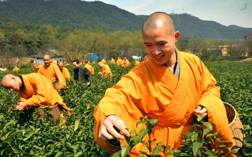 仙人掌茶是蒸青绿茶吗