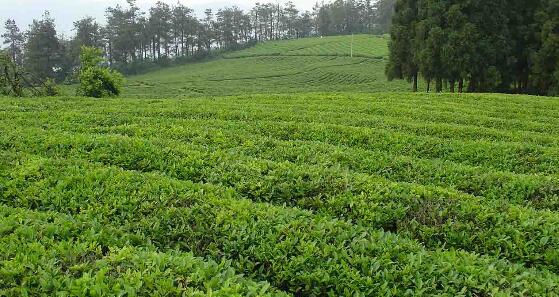 仙人掌茶的传说典故