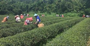 台湾高山茶正式上市语句_台湾乌龙茶/台湾春茶/台湾冬茶正式上市的朋友圈素材