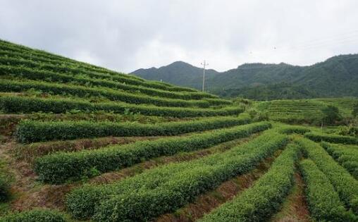 铁观音茶的神奇由来传说