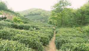 最新信阳红茶价格多少钱