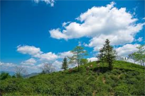 冲泡普洱茶的程序