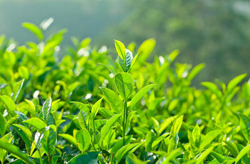  看看饮用绿茶有哪些禁忌需要注意的