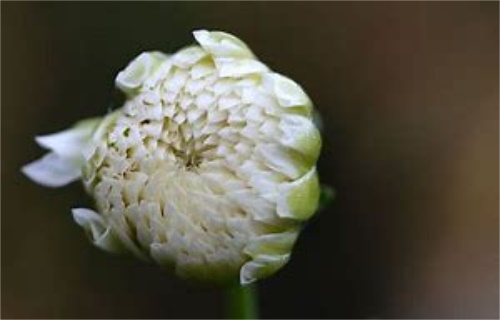 桂圆红枣菊花茶的作用及禁忌