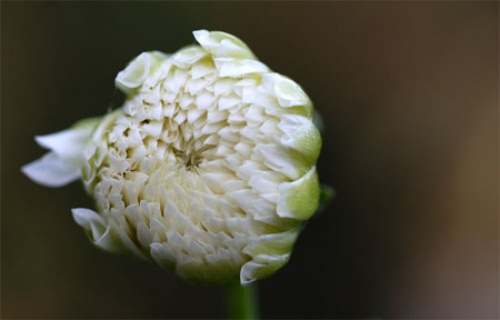  罐装菊花茶的价格便宜吗？菊花茶的禁忌及最新报价