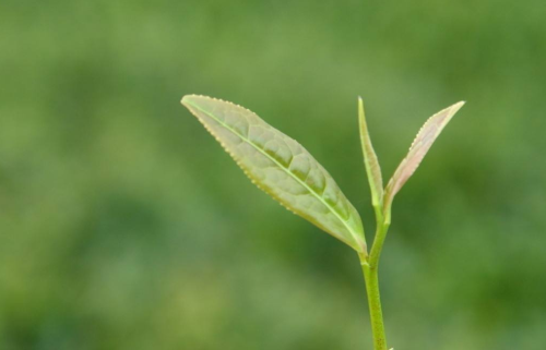 正宗西湖龙井茶鉴别